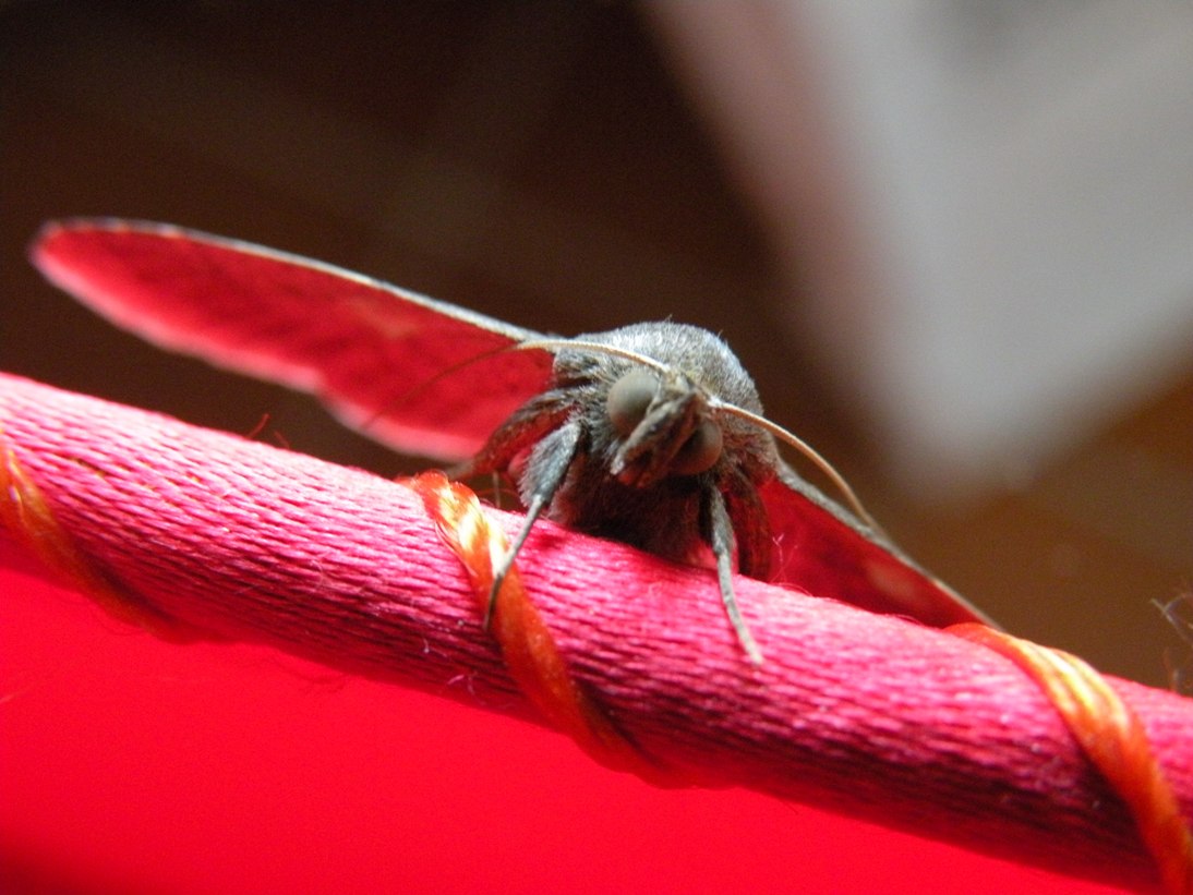 falena da identificare - Dysgonia sp.